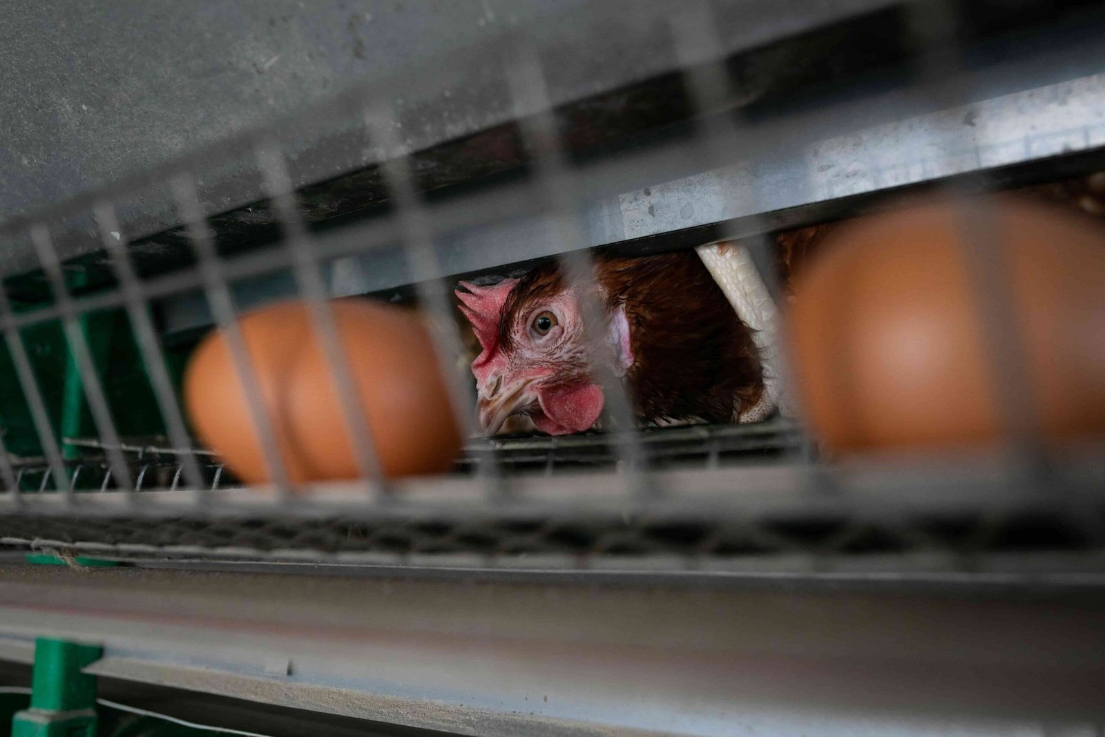 Gallinas ponedoras confinadas en jaulas en batería